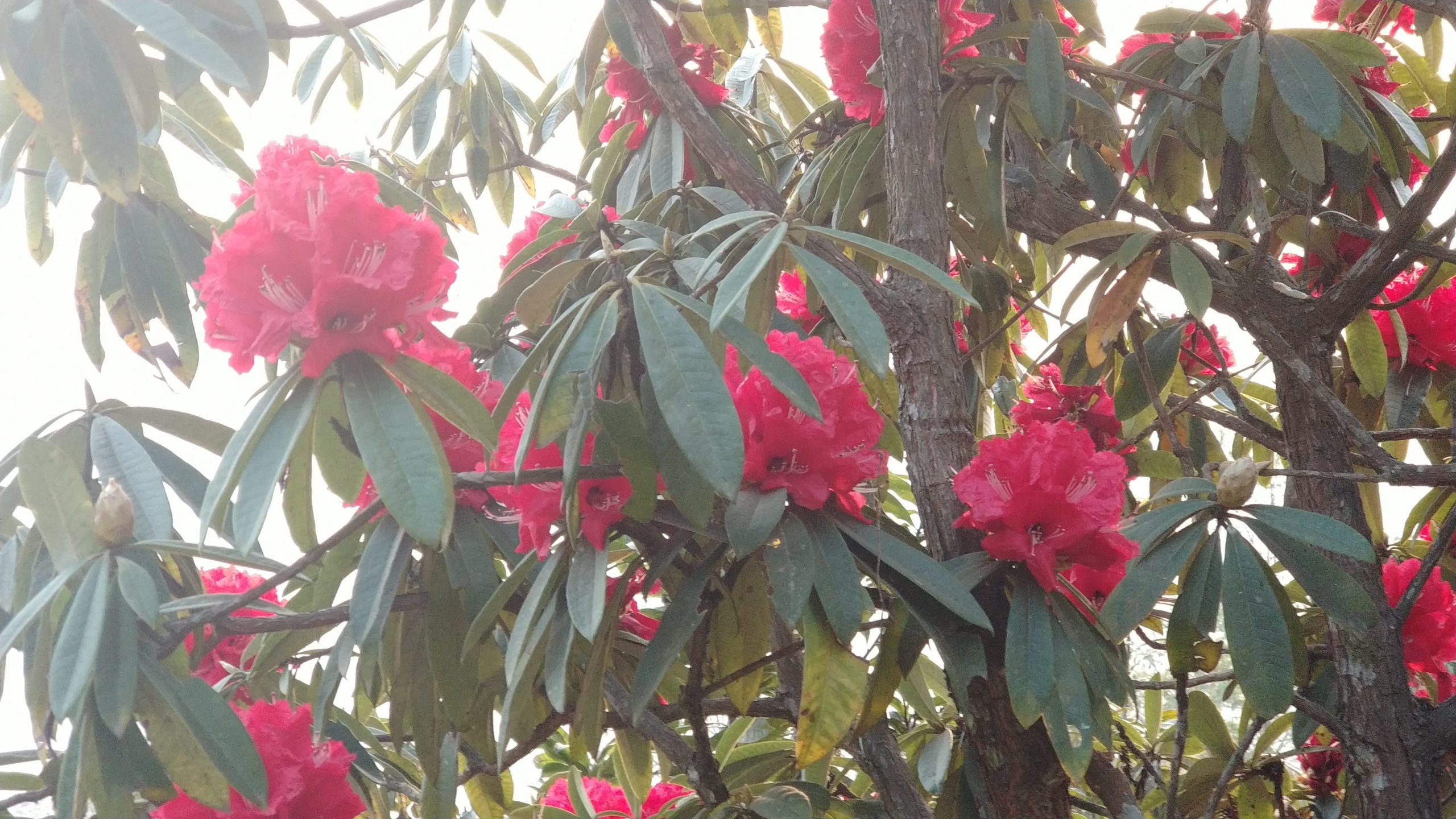 Chisapani Nagarkot Trek