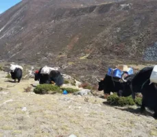 Everest base camp trek