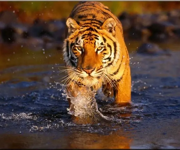 Bardiya National Park