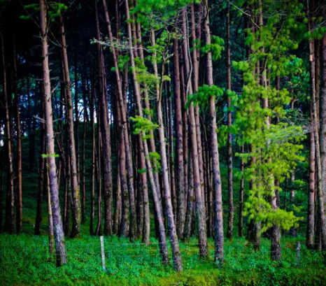 Chisapani Nagarkot Trek