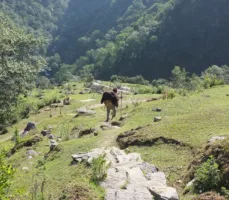 Kori Trek
