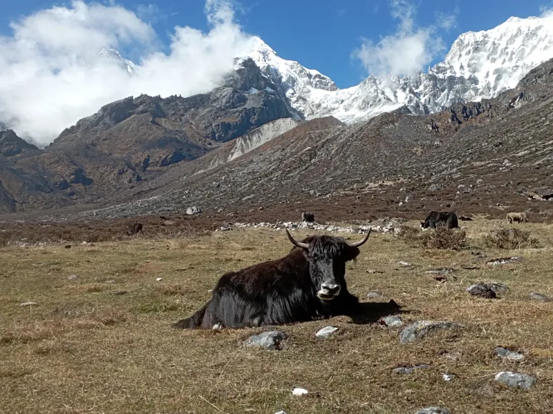 Kanchenjunga Trek