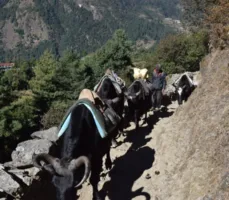Jiri to Everest Base Camp Trek