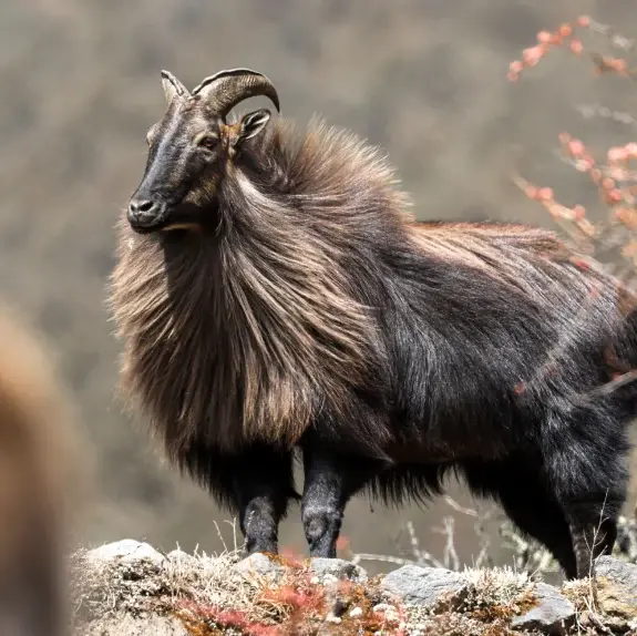 Dhorpatan Hunting Reserve
