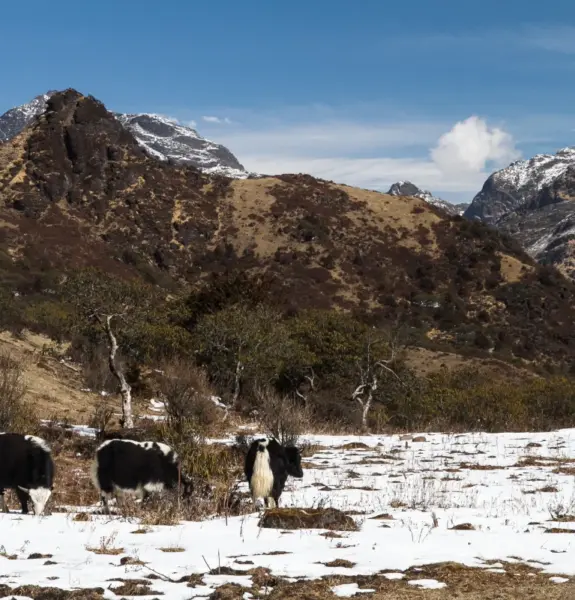 Druk Path Trek