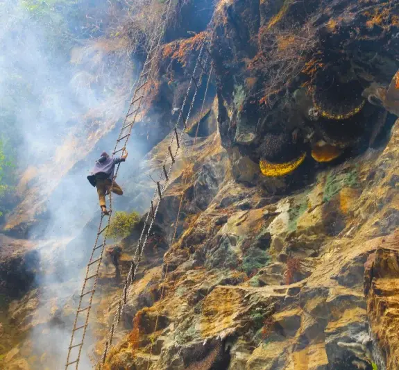 Mad Honey Hunting Trek in Nepal