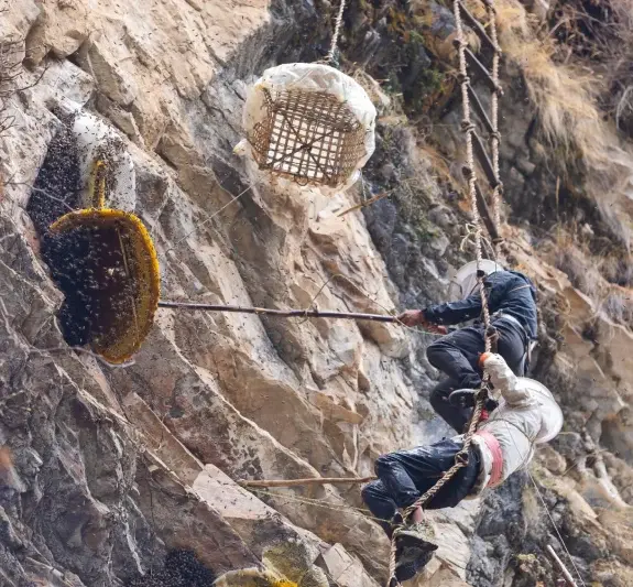 Mad Honey Hunting Trek