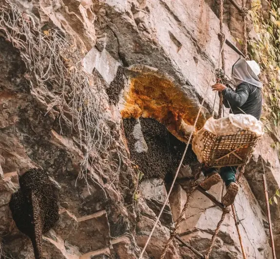 Mad Honey Hunting in Nepal