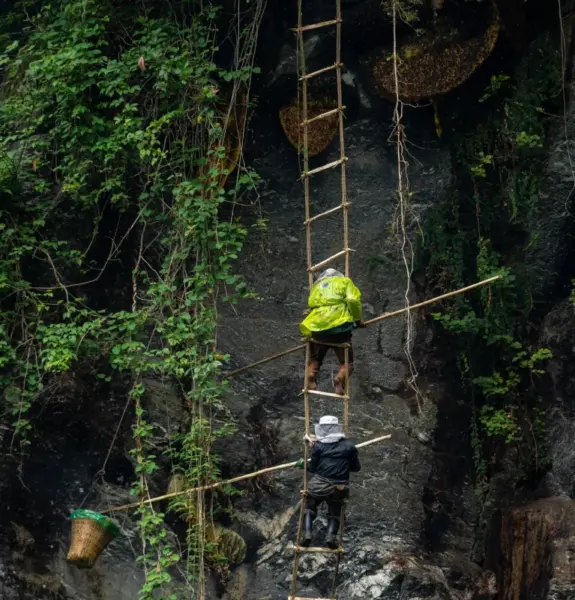 Mad Honey Hunting Trek in Nepal